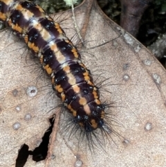 Nyctemera amicus at Jerrabomberra, NSW - 1 Apr 2022