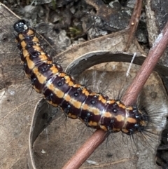 Nyctemera amicus at Jerrabomberra, NSW - 1 Apr 2022