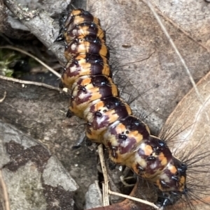 Nyctemera amicus at Jerrabomberra, NSW - 1 Apr 2022