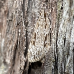 Scoparia ochrophara (A Crambid moth) at Mount Jerrabomberra QP - 1 Apr 2022 by Steve_Bok