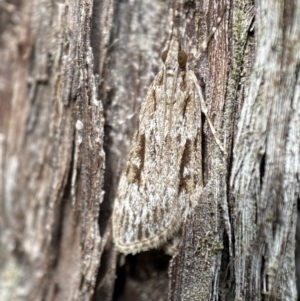 Scoparia ochrophara at Jerrabomberra, NSW - 1 Apr 2022