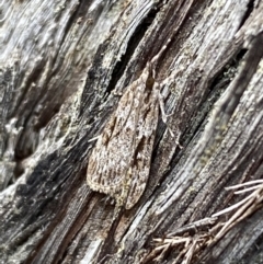 Scoparia ochrophara at Jerrabomberra, NSW - 1 Apr 2022