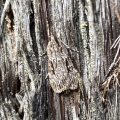 Scoparia ochrophara at Jerrabomberra, NSW - 1 Apr 2022