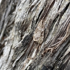 Scoparia ochrophara at Jerrabomberra, NSW - 1 Apr 2022