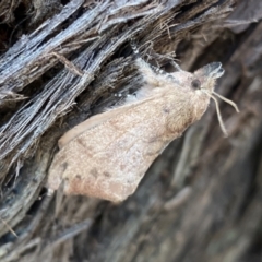 Pararguda (genus) at Mount Jerrabomberra - 1 Apr 2022 by Steve_Bok