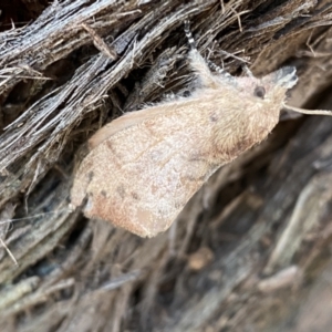 Pararguda (genus) at Jerrabomberra, NSW - 1 Apr 2022 01:18 PM