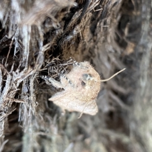 Pararguda (genus) at Jerrabomberra, NSW - 1 Apr 2022 01:18 PM