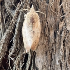 Pararguda (genus) at Jerrabomberra, NSW - 1 Apr 2022