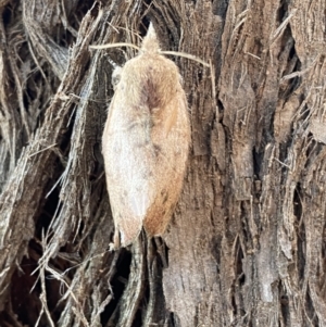 Pararguda (genus) at Jerrabomberra, NSW - 1 Apr 2022 01:18 PM