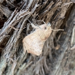 Pararguda (genus) at Jerrabomberra, NSW - 1 Apr 2022 01:18 PM