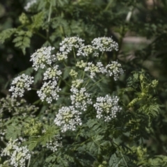 Conium maculatum (Hemlock) at Kama - 22 Mar 2022 by AlisonMilton