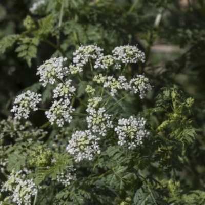 Conium maculatum (Hemlock) at Molonglo Valley, ACT - 23 Mar 2022 by AlisonMilton