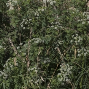 Conium maculatum at Molonglo Valley, ACT - 23 Mar 2022