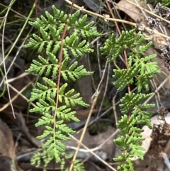 Cheilanthes sieberi subsp. sieberi (Narrow Rock Fern) at Jerrabomberra, NSW - 1 Apr 2022 by Steve_Bok