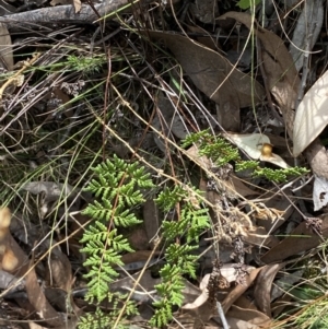 Cheilanthes sieberi subsp. sieberi at Jerrabomberra, NSW - 1 Apr 2022