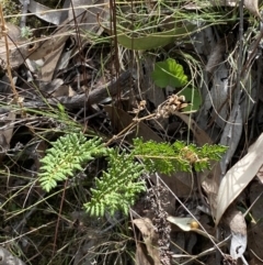 Cheilanthes sieberi subsp. sieberi at Jerrabomberra, NSW - 1 Apr 2022 01:52 PM