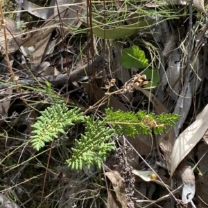Cheilanthes sieberi subsp. sieberi at Jerrabomberra, NSW - 1 Apr 2022
