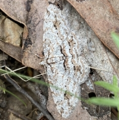 Didymoctenia exsuperata (Thick-lined Bark Moth) at Mount Jerrabomberra QP - 1 Apr 2022 by Steve_Bok