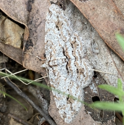 Didymoctenia exsuperata (Thick-lined Bark Moth) at Jerrabomberra, NSW - 1 Apr 2022 by SteveBorkowskis