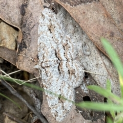 Didymoctenia exsuperata at Jerrabomberra, NSW - 1 Apr 2022