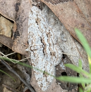 Didymoctenia exsuperata at Jerrabomberra, NSW - 1 Apr 2022