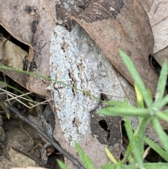 Didymoctenia exsuperata at Jerrabomberra, NSW - 1 Apr 2022