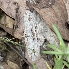 Didymoctenia exsuperata at Jerrabomberra, NSW - 1 Apr 2022