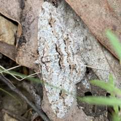 Didymoctenia exsuperata at Jerrabomberra, NSW - 1 Apr 2022