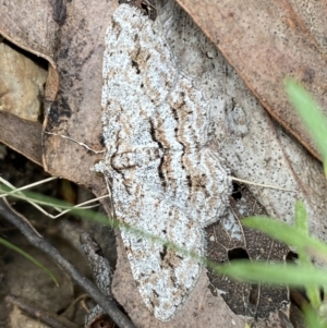 Didymoctenia exsuperata at Jerrabomberra, NSW - 1 Apr 2022