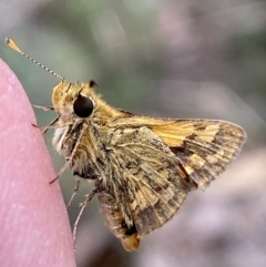 Ocybadistes walkeri (Green Grass-dart) at Mount Jerrabomberra - 1 Apr 2022 by Steve_Bok