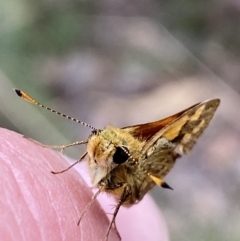 Ocybadistes walkeri at Jerrabomberra, NSW - 1 Apr 2022