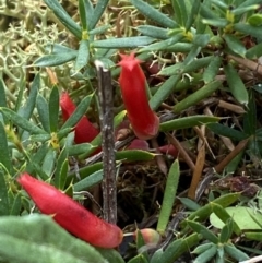 Astroloma humifusum (Cranberry Heath) at Mount Jerrabomberra - 1 Apr 2022 by Steve_Bok