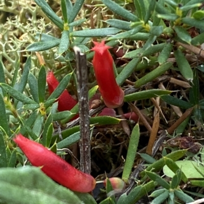 Astroloma humifusum (Cranberry Heath) at QPRC LGA - 1 Apr 2022 by Steve_Bok