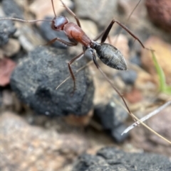 Camponotus ephippium (Jumbuck Sugar Ant) at Jerrabomberra, NSW - 1 Apr 2022 by SteveBorkowskis