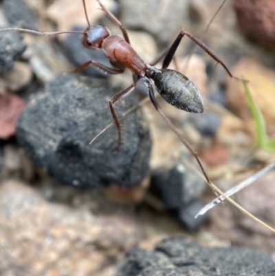 Camponotus sp. (genus) (A sugar ant) at Mount Jerrabomberra - 1 Apr 2022 by Steve_Bok