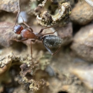 Camponotus ephippium at Jerrabomberra, NSW - 1 Apr 2022 12:05 PM