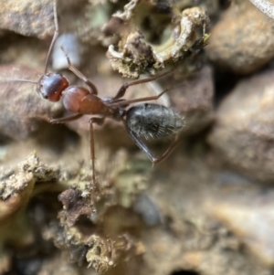 Camponotus sp. (genus) at Jerrabomberra, NSW - 1 Apr 2022