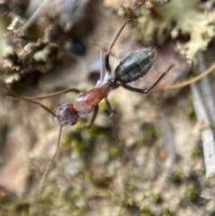 Camponotus ephippium at Jerrabomberra, NSW - 1 Apr 2022 12:05 PM