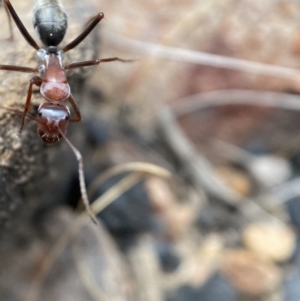 Camponotus ephippium at Jerrabomberra, NSW - 1 Apr 2022 12:05 PM