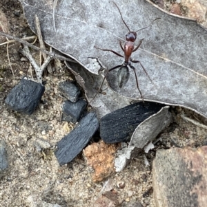 Camponotus ephippium at Jerrabomberra, NSW - 1 Apr 2022 12:05 PM