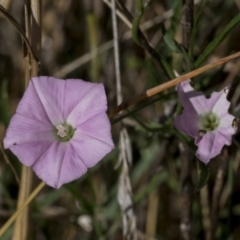 Convolvulus angustissimus (Pink Bindweed) at Molonglo Valley, ACT - 23 Mar 2022 by AlisonMilton