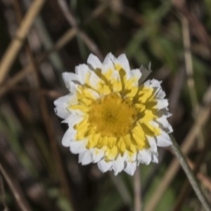 Leucochrysum albicans subsp. tricolor at Molonglo Valley, ACT - 23 Mar 2022 09:28 AM