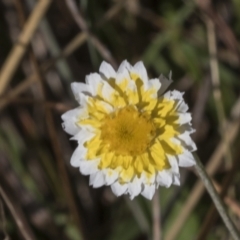 Leucochrysum albicans subsp. tricolor (Hoary Sunray) at Molonglo Valley, ACT - 22 Mar 2022 by AlisonMilton