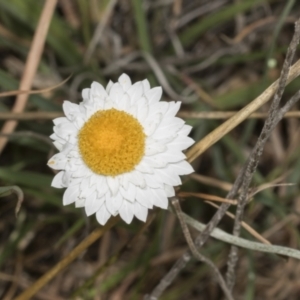 Leucochrysum albicans subsp. tricolor at Molonglo Valley, ACT - 23 Mar 2022 09:28 AM