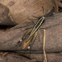 Macrotona securiformis (Inland Macrotona) at Molonglo Valley, ACT - 22 Mar 2022 by AlisonMilton