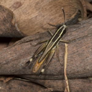 Macrotona securiformis at Molonglo Valley, ACT - 23 Mar 2022 10:07 AM