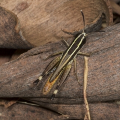 Macrotona securiformis (Inland Macrotona) at Molonglo Valley, ACT - 23 Mar 2022 by AlisonMilton