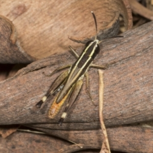 Macrotona securiformis at Molonglo Valley, ACT - 23 Mar 2022 10:07 AM