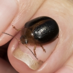 Dicranosterna immaculata (Acacia leaf beetle) at Molonglo Valley, ACT - 22 Mar 2022 by AlisonMilton