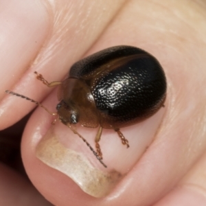 Dicranosterna immaculata at Molonglo Valley, ACT - 23 Mar 2022